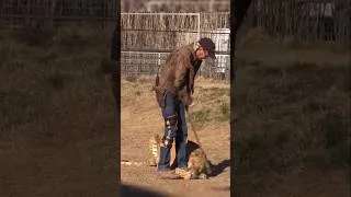 Miniature : Un Ligre L’Attrape Par La Chaussure 🐅 #shorts