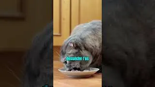 Miniature : Les chats peuvent-ils manger des os ?