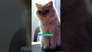 Miniature : Votre chat vous évite à cause de cela