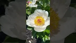 Miniature : Le Jardin universitaire Roger-Van Den Hende de l'Université Laval est un réel havre de paix