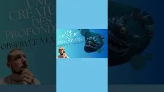 Miniature : Une créature des abysses filmée en surface ! #curieux #poisson #animaux #nature