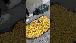 Miniature : la belle sétif