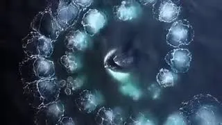 Miniature : LA GÉOMÉTRIE SACRÉE ET LE CHANT MAGIQUE DES BALEINES !