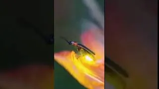 Miniature : UNE LUCIOLE S'ILLUMINANT DE PRES !