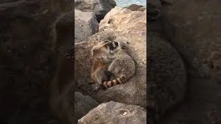 Miniature : QUAND DES RATONS LAVEURS ONT PLUS DE VIE AMOUREUSE QUE TOI ! 😂
