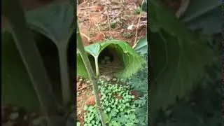 Miniature : UNE RAISON DE PLUS POUR PRENDRE SOIN DE LA NATURE ET DE TOUS SES ÊTRES VIVANTS !