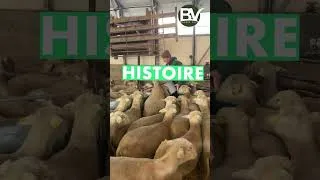 Miniature : (BONUS) - La laine Mérinos. Bienvenue à la ferme.