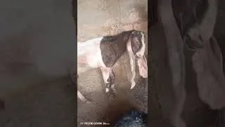 Miniature : LA GALE, FREQUENTE CHEZ            LA CHEVRE DU PAKISTAN