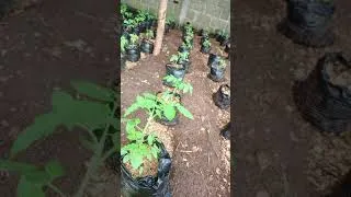Miniature : 2e phase Culture hors sol de tomate