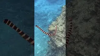 Miniature : 🐍 Serpent de mer : mortel… mais inoffensif ?