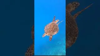Miniature : Tortue à Moorea : une rencontre inoubliable