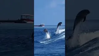 Miniature : Un ballet de dauphins dans la passe de Tiputa à Rangiroa #tuamotu #polynesie#dauphins#rangiroa