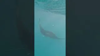 Miniature : Rencontre avec les raies manta de Tikehau#polynesie#voyage#Tikehau#raiemanta#snorkeling#voilier