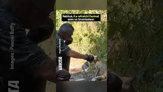 Miniature : Ce renardeau retrouvé épuisé et déshydraté dans la Marne a été sauvé ❤️