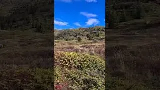 Miniature : Pointer Du Val D'Ondaine  aux Tétras