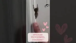 Miniature : 🕷️ Vivre en paix avec les araignées, c’est possible ! 🕷️
