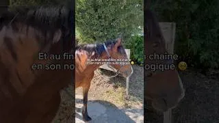 Miniature : 🥹🥹🥹 #équitation #equitation #poneys #poney #cheval #prt #fyp #duo #love