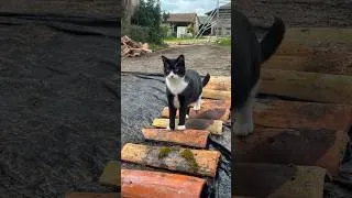 Miniature : Our Cat Didn’t Think This Through… 🐈‍⬇️  #catsoftiktok #catfails #funnycats :)
