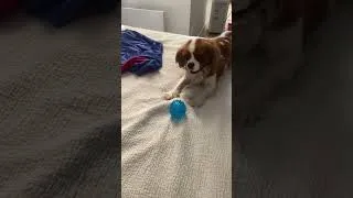 Miniature : Vanilla barking at the spiky ball🐶😅 #cavalier #cavalierkingcharlesspaniel
