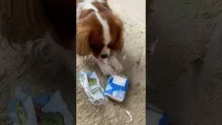 Miniature : Vanilla’s mischief 🐶😩 #cavalier #cavalierkingcharlesspaniel #pets