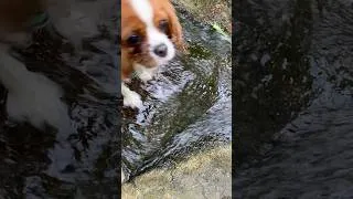 Miniature : Watch out Vanilla! 🐶❤️ #cavalier #cavalierkingcharlesspaniel