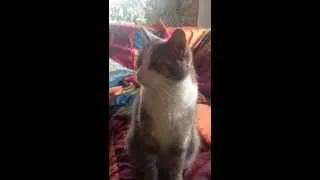 Miniature : 🐱 Jack, the cat - Funny reaction !