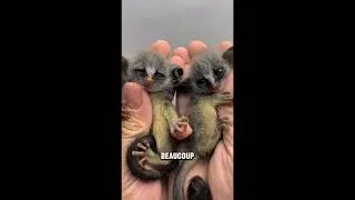 Miniature : Même les arabes prennent soin des chats ! Bravo Dubaï !