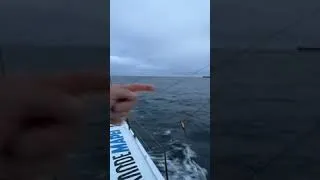 Miniature : Ambrogio sous bonne escorte de dauphins
