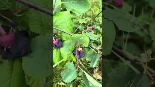 Miniature : Ce petit fruit rouge est ULTRA productif 🌿 (l’amélanchier)