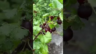 Miniature : La casseille, l’hybride que tu ne connais pas encore