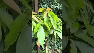 Miniature : L'avocatier Bacon vient de faire son entrée dans le jardin ! 🎉