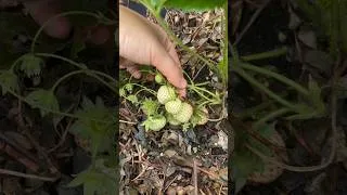 Miniature : J’ai enfin testé le fameux fraisier ananas dont tout le monde parle… 🍓🍍