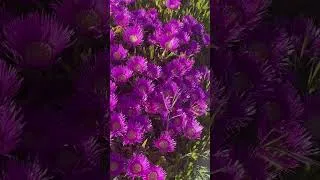 Miniature : Les fleurs du bord de mer 🌊