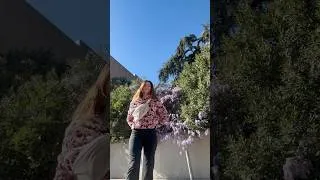 Miniature : Une glycine croisé à l’angle d’une rue montpelliéraine 💜