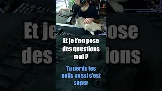 Miniature : Tyché — Le débat sur les poils n’aura pas duré longtemps #cat #chat