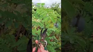 Miniature : #wildlife #acacia