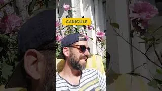 Miniature : #canicule = petite chienne ! #français #histoire #mots #chaleur #culture #curieux #sirius #savoir
