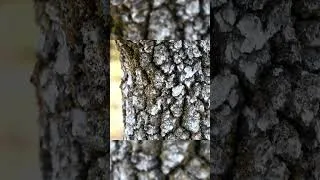 Miniature : Le ROI DES ARBRES