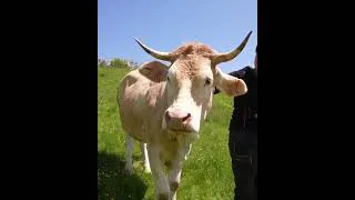 Miniature : Bande annonce : la pratique du pastoralisme basque aujourdhui #shorts #montagne #nature #animaux