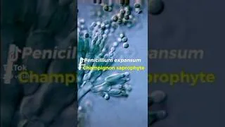 Miniature : Pénicillium expansum!