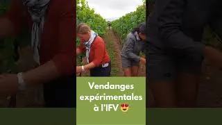 Miniature : Les vendanges expérimentales à l’IFV