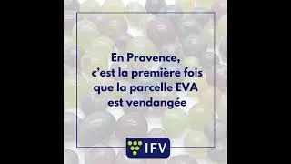 Miniature : Vendange expérimentale parcelle EVA
