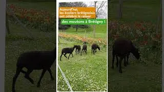 Miniature : Les moutons sont de retour à Brétigny ! 🐑🎉