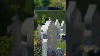 Miniature : Découvrez le printemps des cimetières
