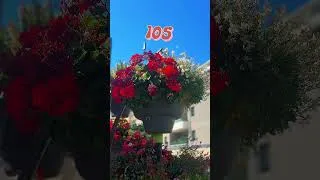 Miniature : Villes et Villages Fleuris : remise du label 2026