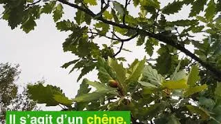 Miniature : Un chêne centenaire au Vésinet