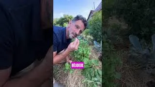 Miniature : La salade increvable !