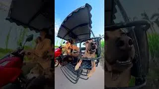 Miniature : Pack of dogs on a weird bike 🛺🐺
