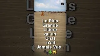 Miniature : La Plus Grande Litière qu'un Chat n'ait Jamais Vue ! 🐾🌵😺