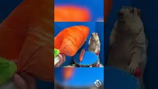 Miniature : La Marmotte et la Carotte Gonflable - Un Moment Absurde et Hilarant !